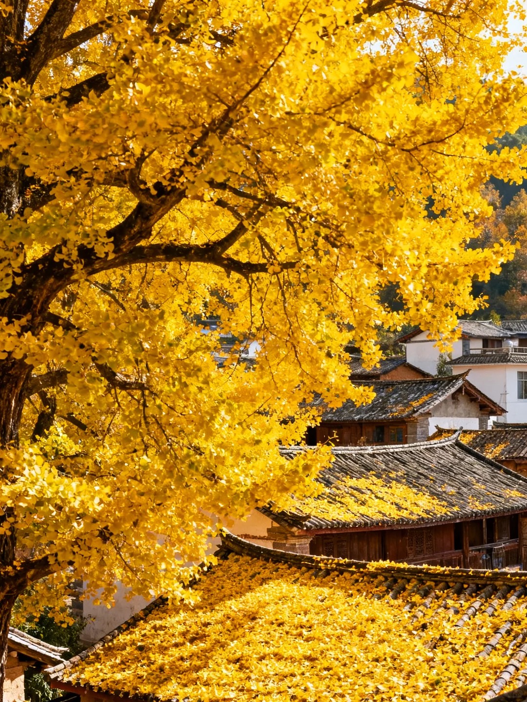 云南腾冲银杏村｜坠入金色童话世界✨_1_晚和风_云南-来自52tours 我爱旅游网